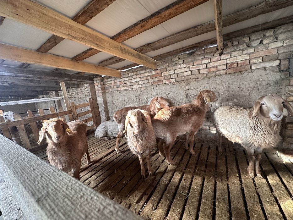 Семіз Қой тоқты баран