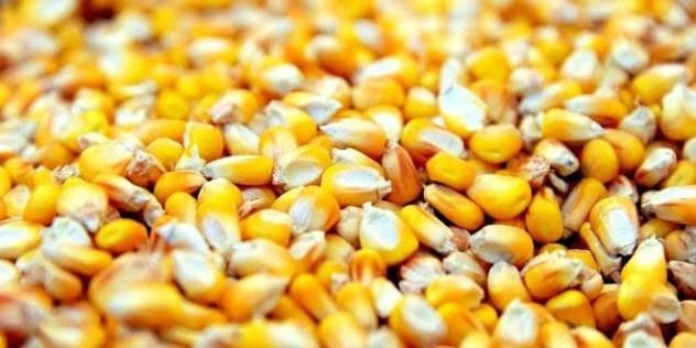 Vând grăunte,grau,triticale,orz