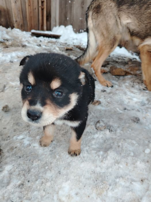 Отдам щенков девочки
