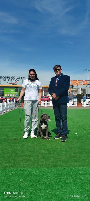 Pui de Cane Corso cu pedigree FCI