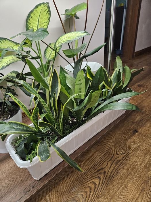 Сансиеверия домашние цветы