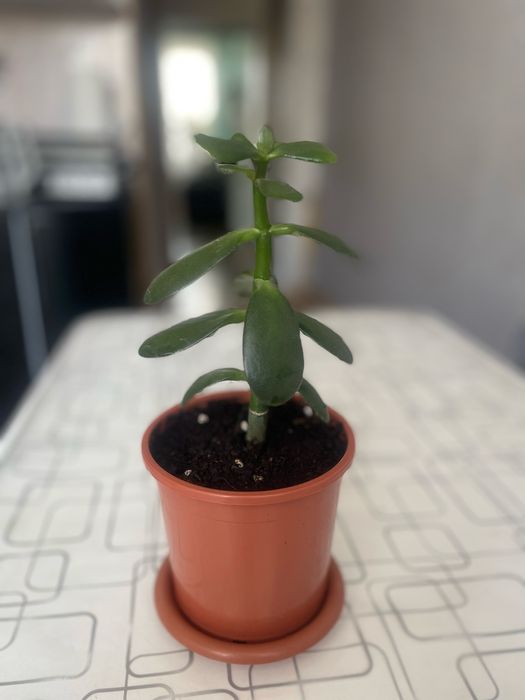 Денежное дерево/Толстянка