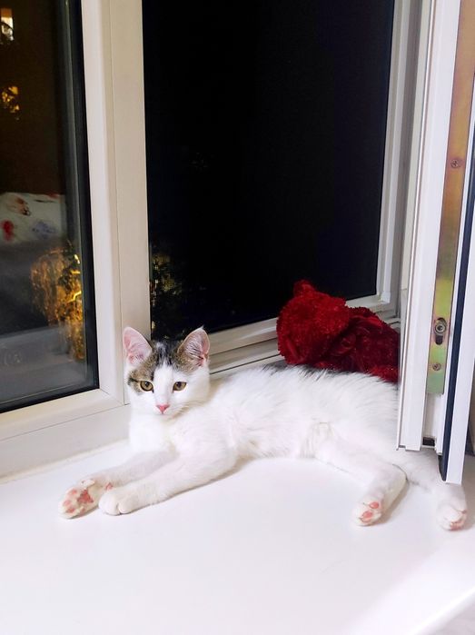 Котенок в добрые руки