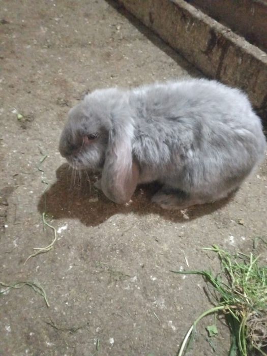 Продаются кролики