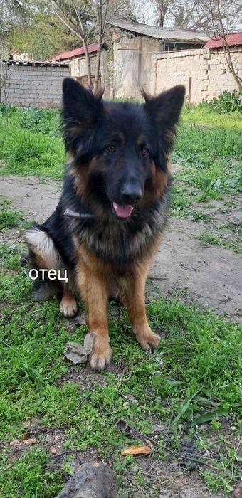 Готовы щенки на продажу срочно