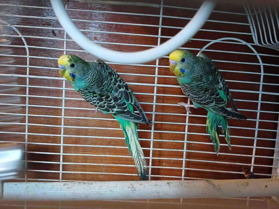Попугаи волнистые