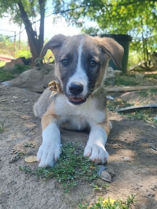 Donez cățeluși adorabili