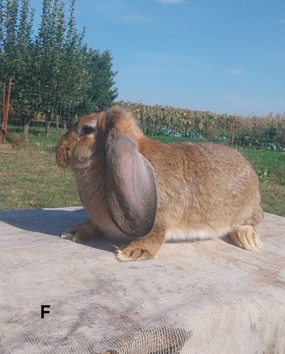 Iepuri Berbec-German