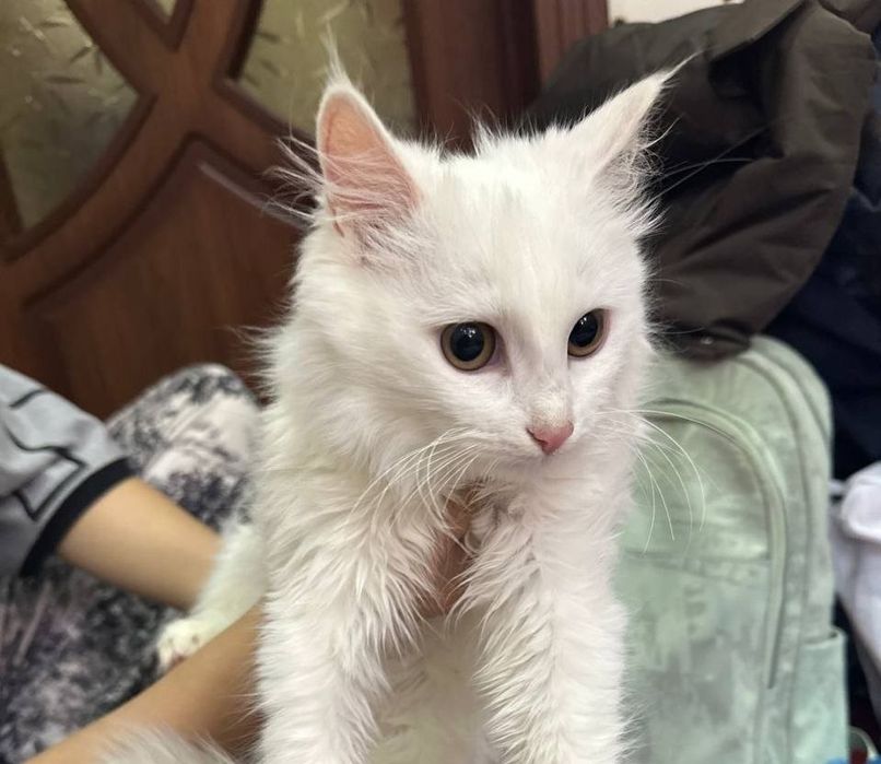 Turk angorasi sotiladi