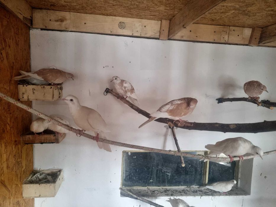 Papagali perusi,nimfe,agarponis gaini cochinchina pitic,australorp