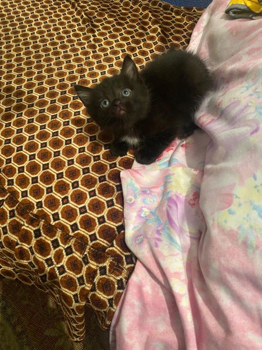 Отдам котят в добрые руки