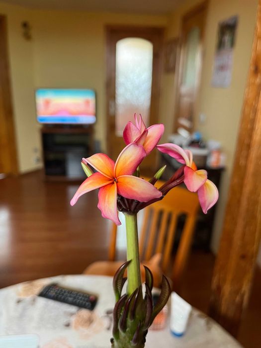 Плумерия (Frangipani) – Хавайско цвете