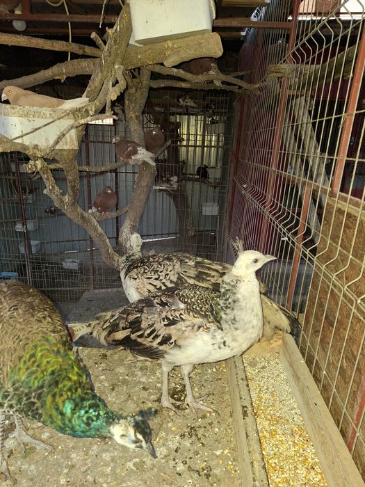 Păuni umăr negru de vânzare