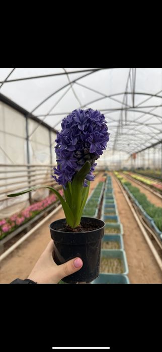 Zambile la ghiveci engros