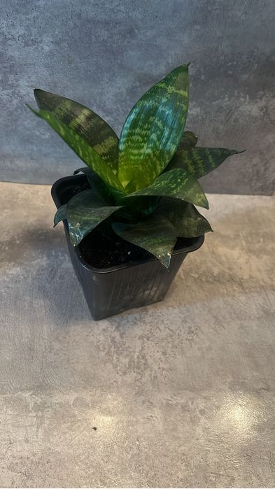 Комнатные цветы разные.