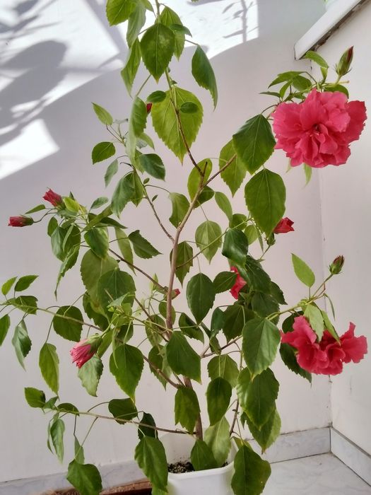 Гибискус немесе китайская роза