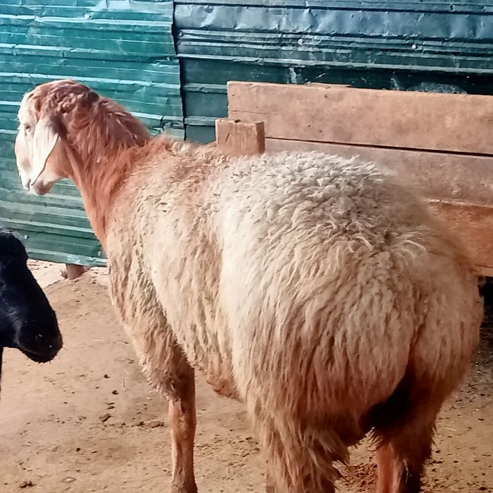 Кой сатылады!50000 ТГ