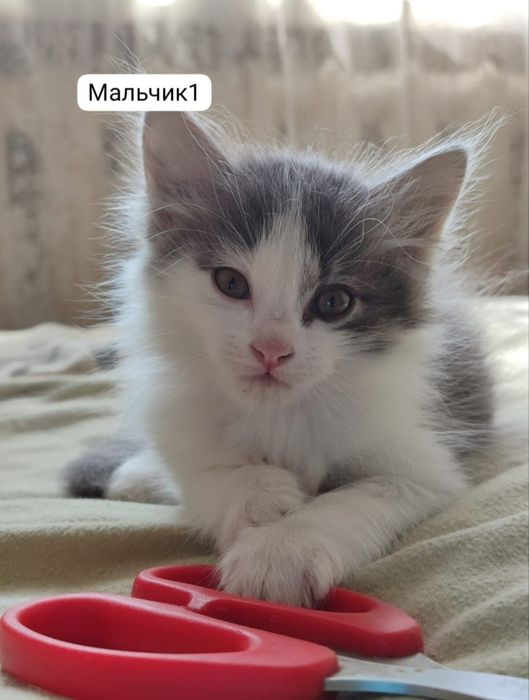 котята в добрые руки!