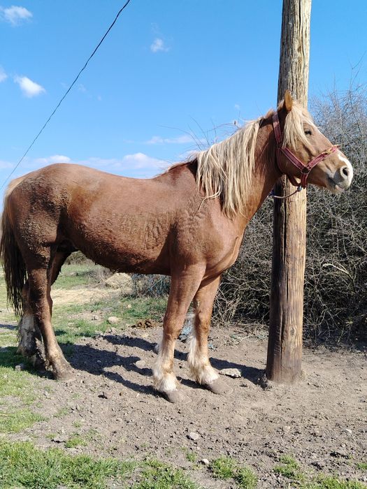 Vând mânz blond (sarg)