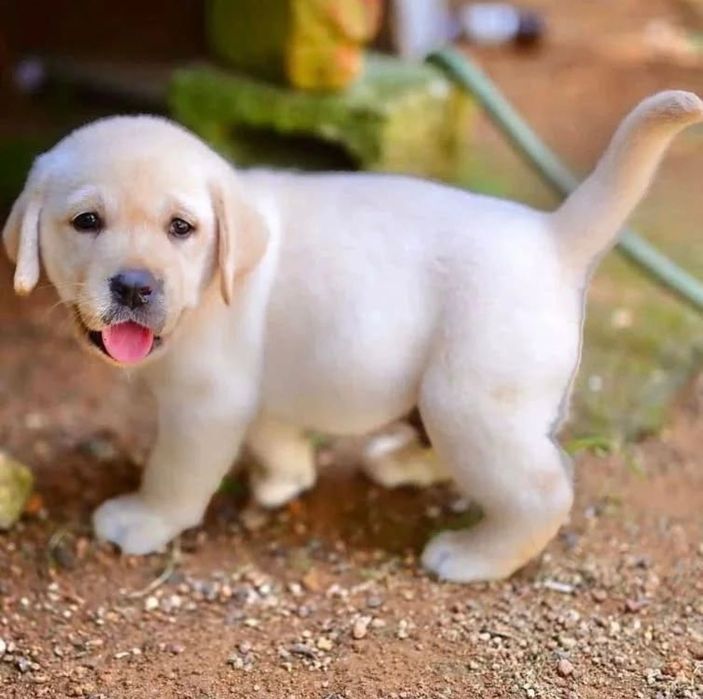 Щенки Лабрадор—Ретривер