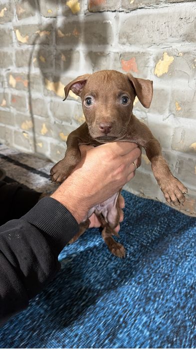 Продам щенков Американского Питбуля