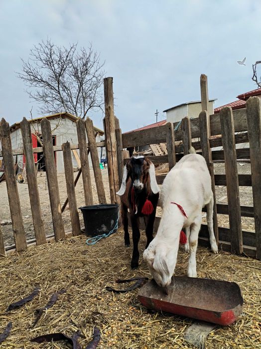 Țap anglonubian din părinți cu pedigree