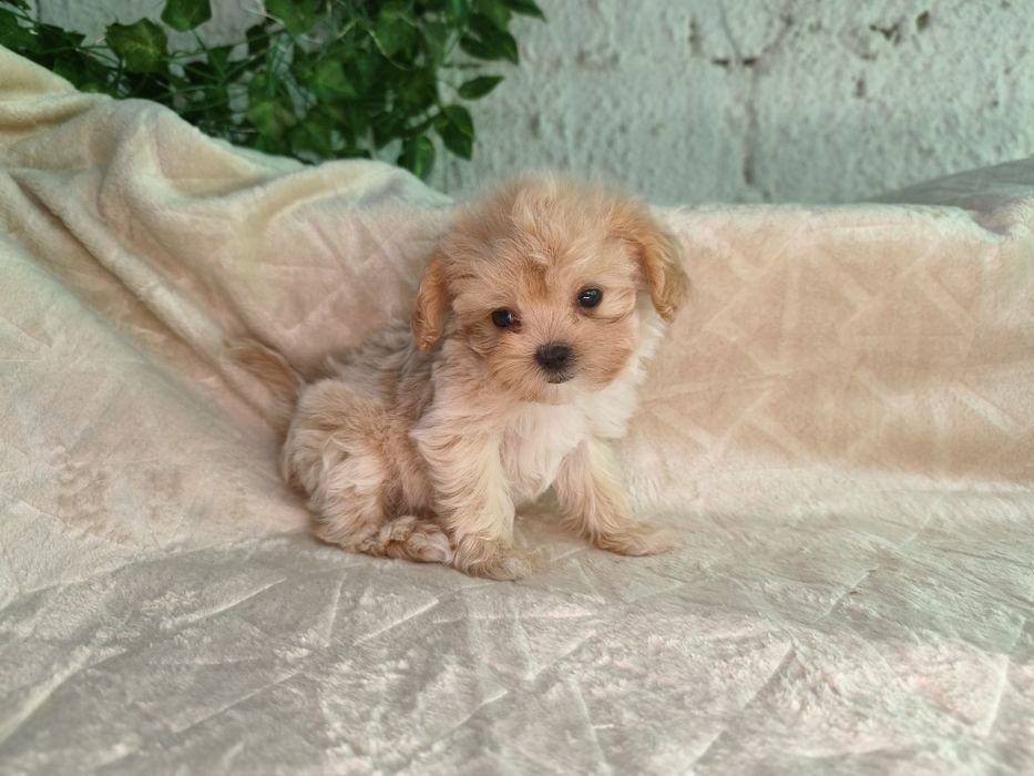 Vand fetita Maltipoo f1 minitoy
