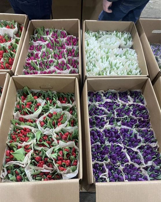 Тюльпаны по оптовым ценам с оформлением