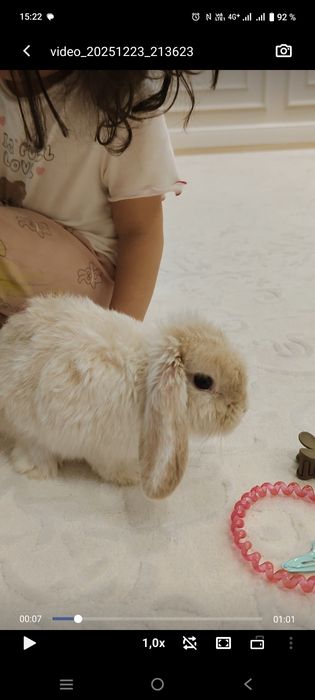 Продам декоративный кролик.