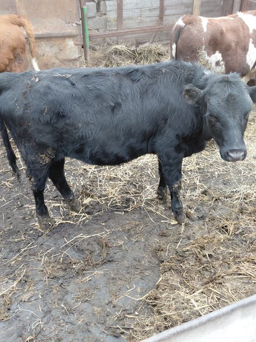Продам телочек 8 месяцев.