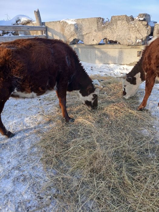 4 бас сиыр,2 жасар бука сатылады