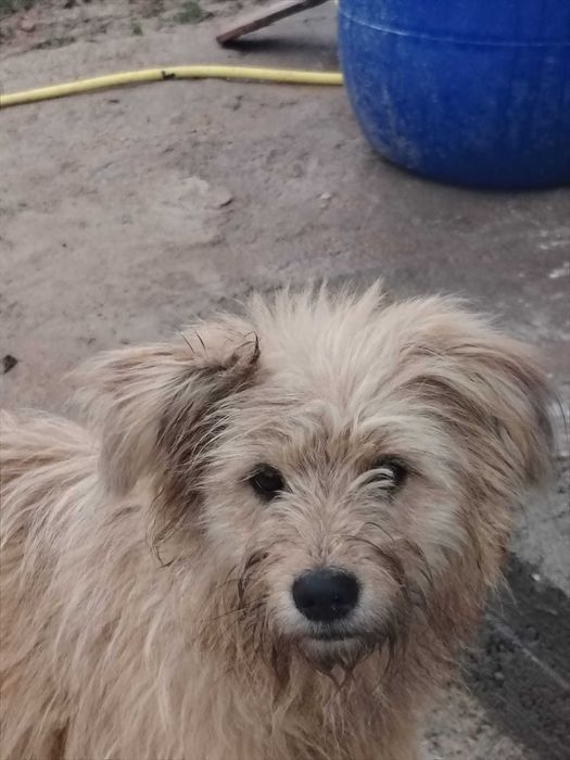 Câine disponibil pentru donație