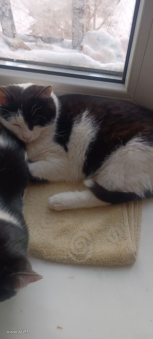 Котята но девочка два мальчика