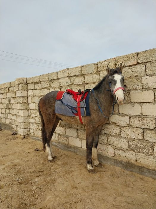 Мінгі құнаншығар