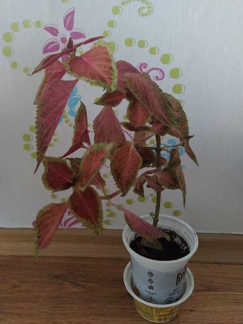 9  стайни   растения + отстъпка и подарък