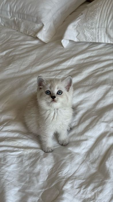 Продаю свою любимою кошку