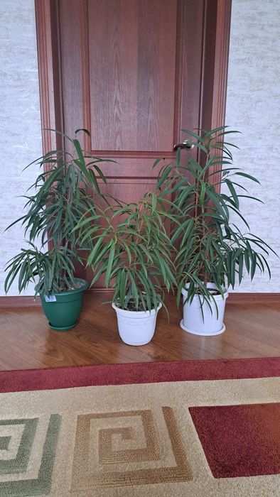 Цветы комнатные ухоженные