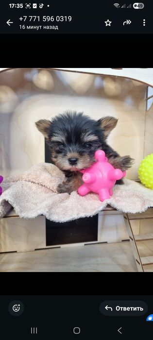 Очаровательные  мини йорки