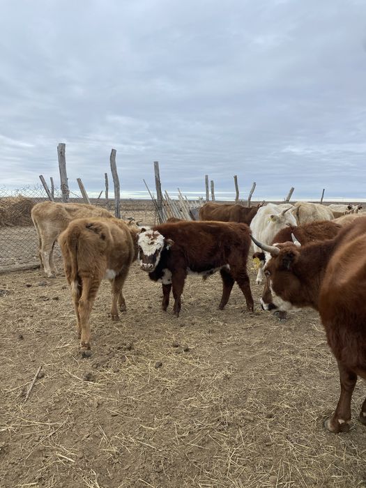 еркек баспактар сатылады