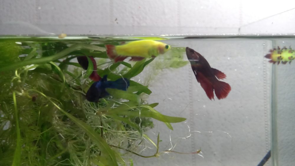 Рыбки аквариумные