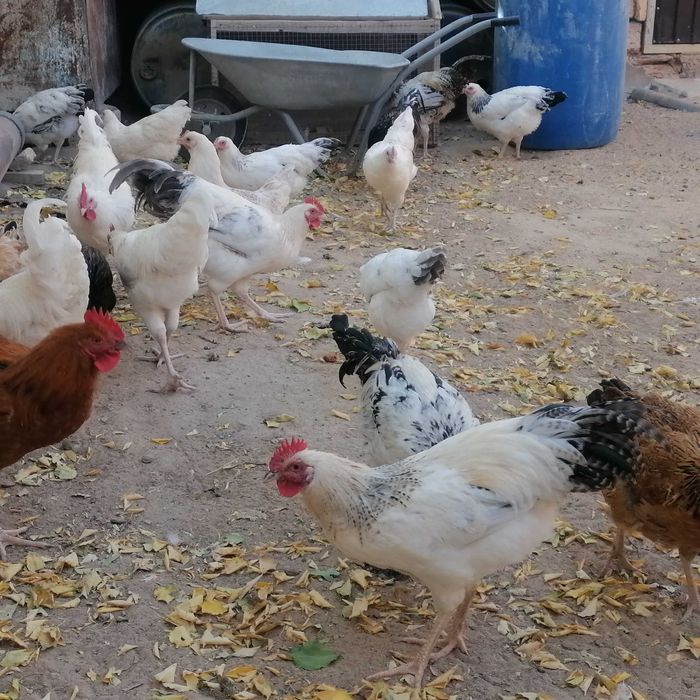 Ерлі-зайыптылардың жыныстық қатынасқа түсуі туралы ресейлік видео