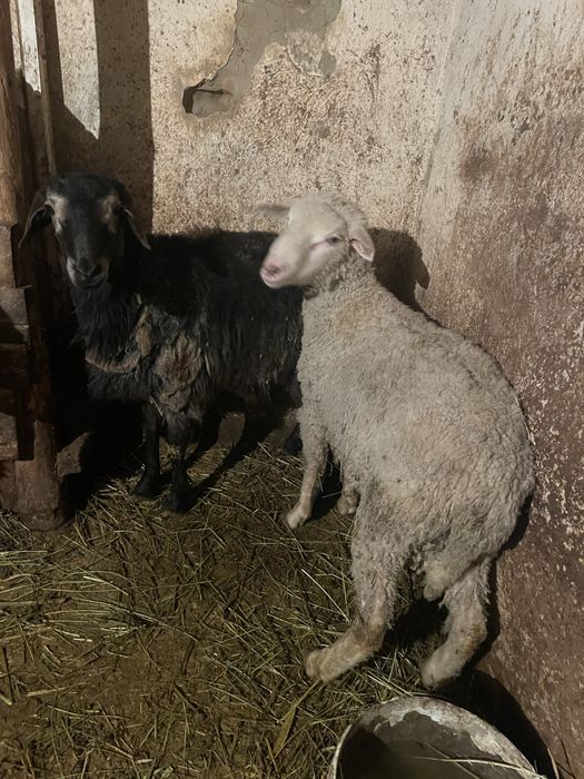 Продам баранов Кой сатылады