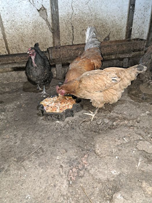 Продам домашний куры двух годовалых