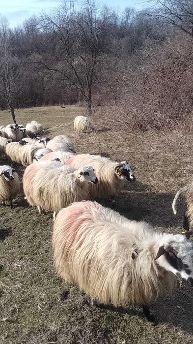 Vând oi 800 Târnova cs