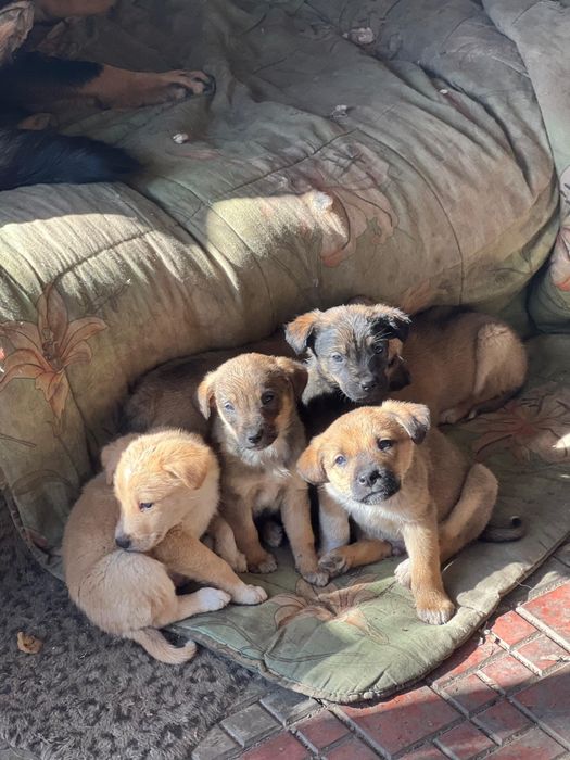 Отдам щенков  в хорошие  руки