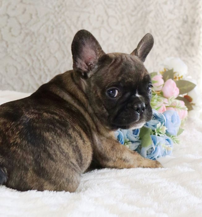 Крошки бульдожки