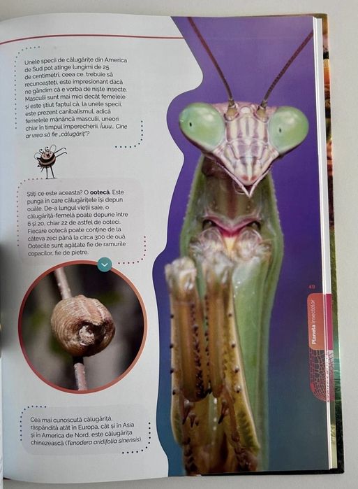 Atlas despre insecte