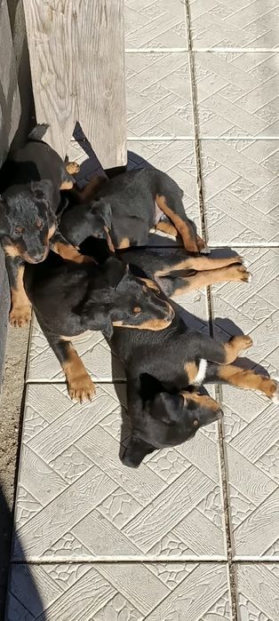 Продам щенки яг терьера