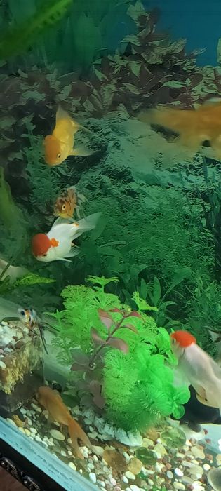 Рыбки аквариумные