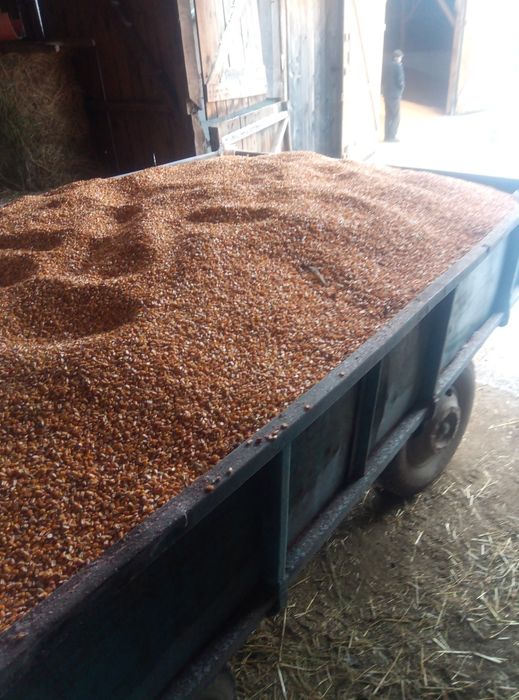 Vând grâu și fân!